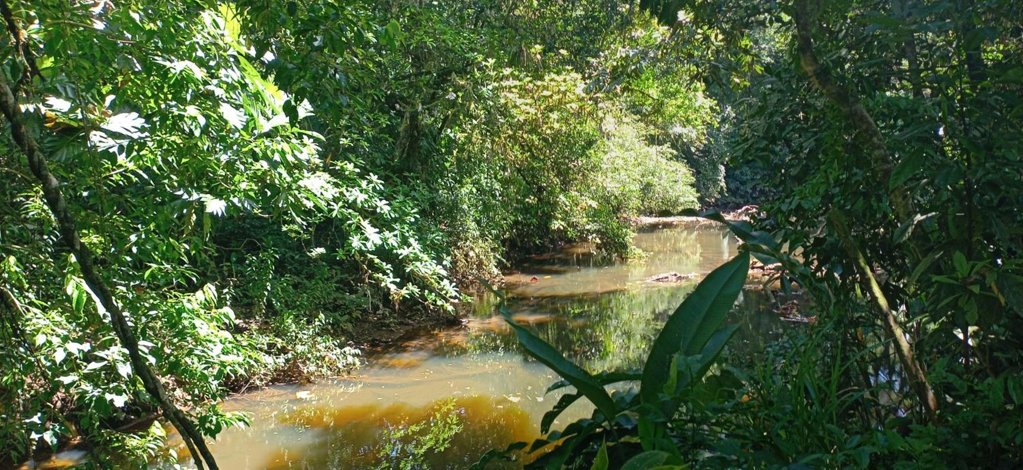 Finca La Paz - Sarapiqui Puerto Viejo de Sarapiqui Buitenkant foto
