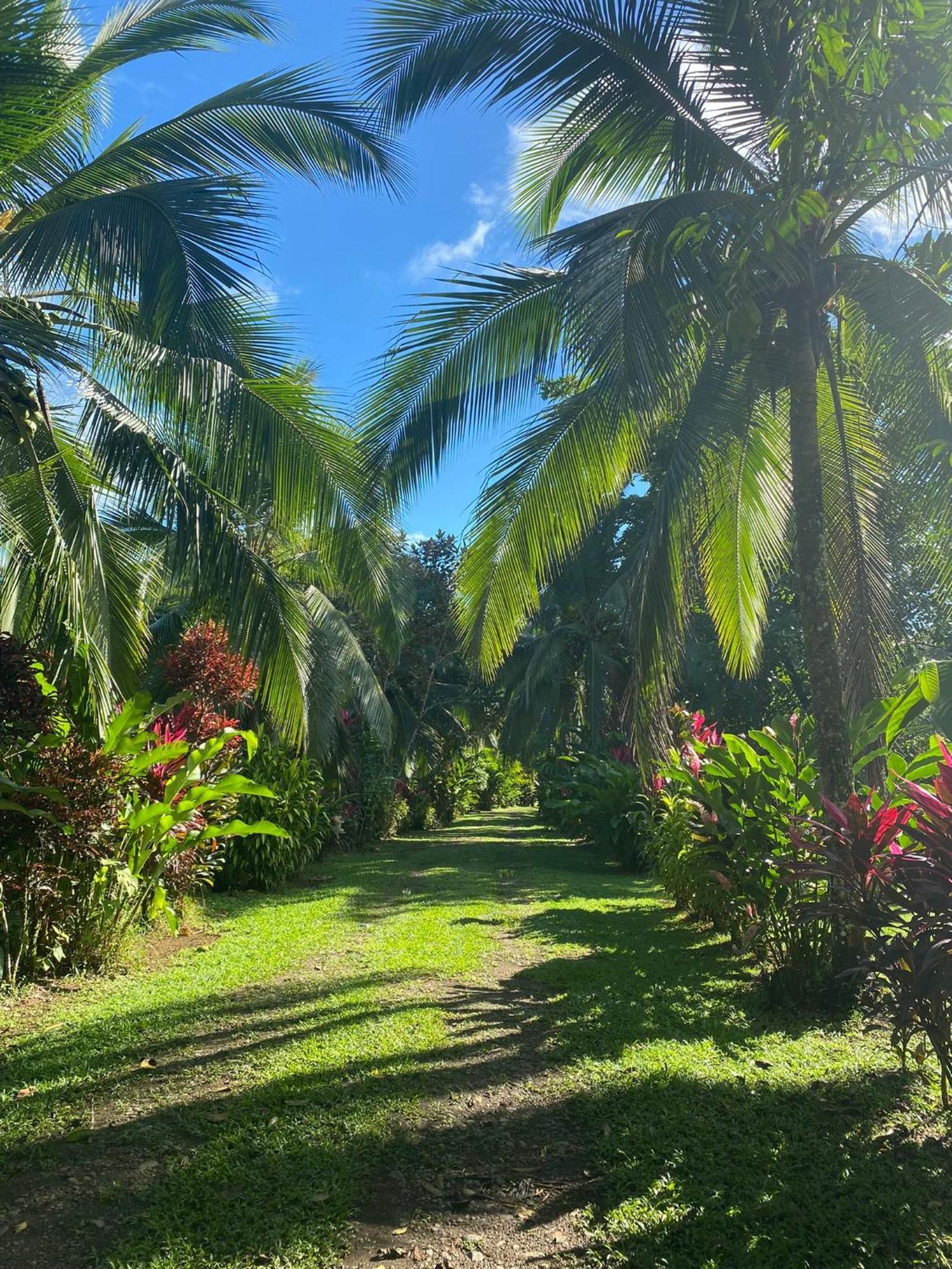 Finca La Paz - Sarapiqui Puerto Viejo de Sarapiqui Buitenkant foto
